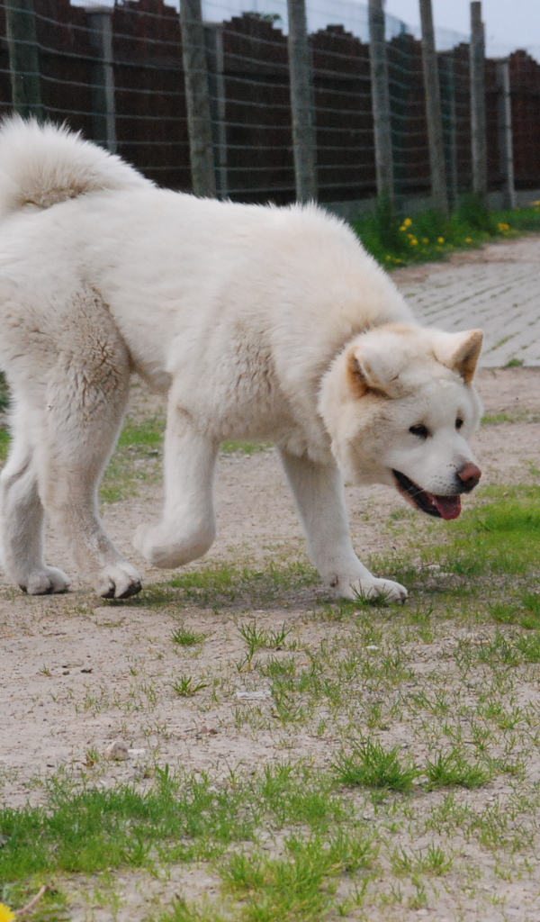 Белая красивая акита-ину