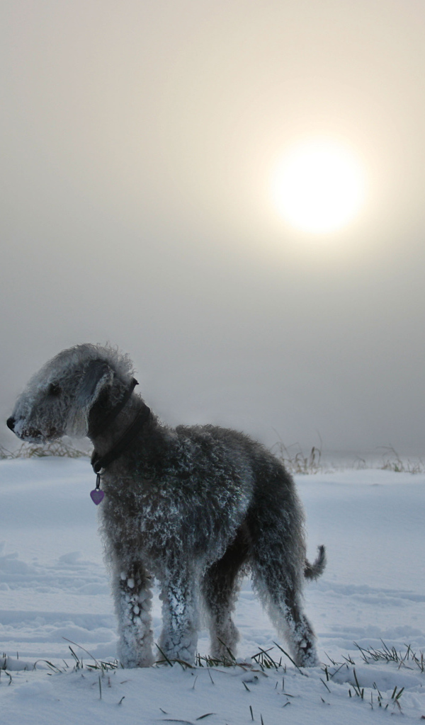 Бедлингтон-терьер на снегу