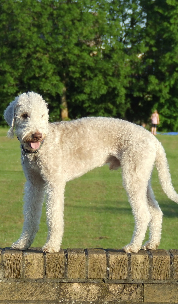 Бедлингтон-терьер на ограде