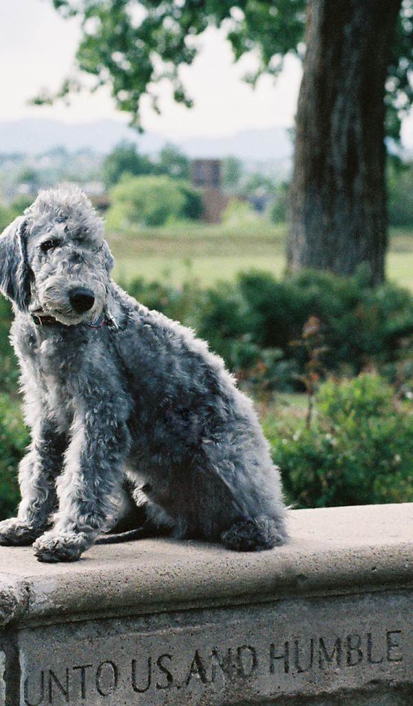 Бедлингтон-терьер позирует на ограде