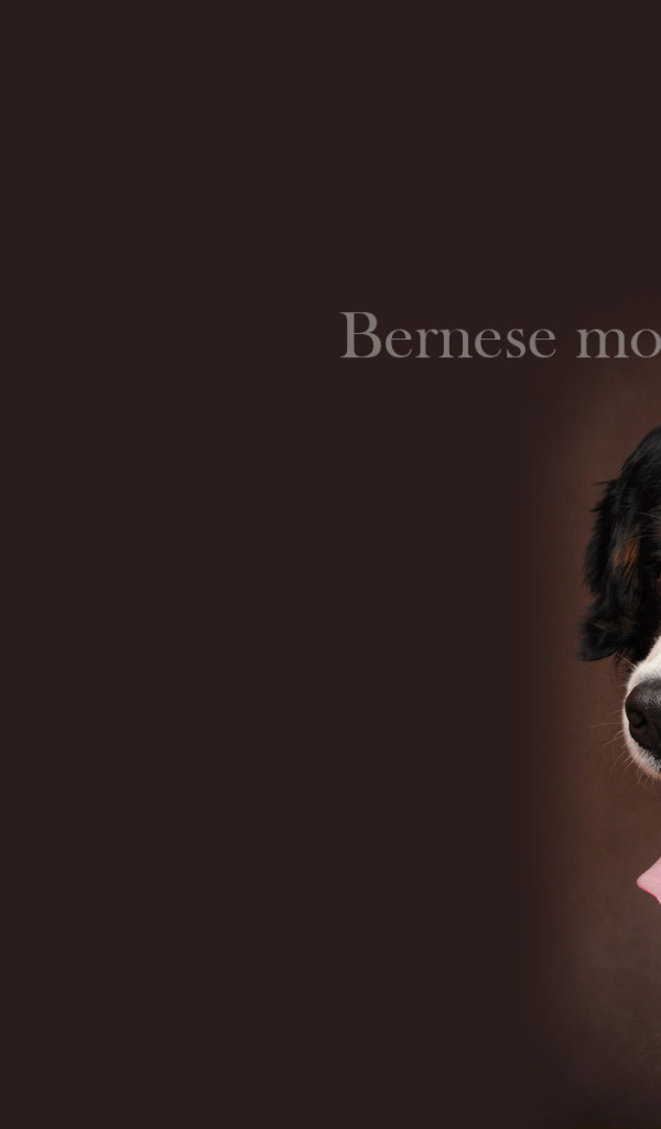 Bernese Mountain Dog, beautiful picture