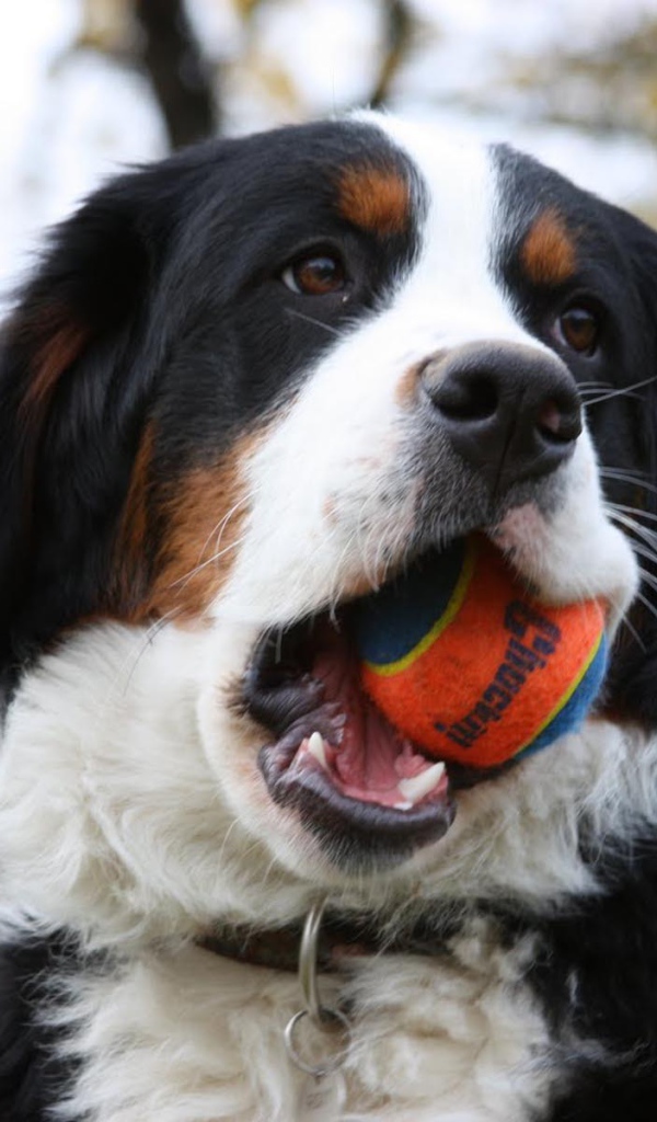 Бернская пастушья собака грызёт мяч