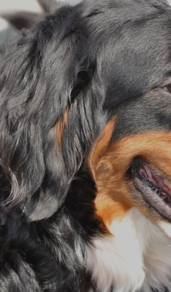 Бернская пастушья собака крупным планом