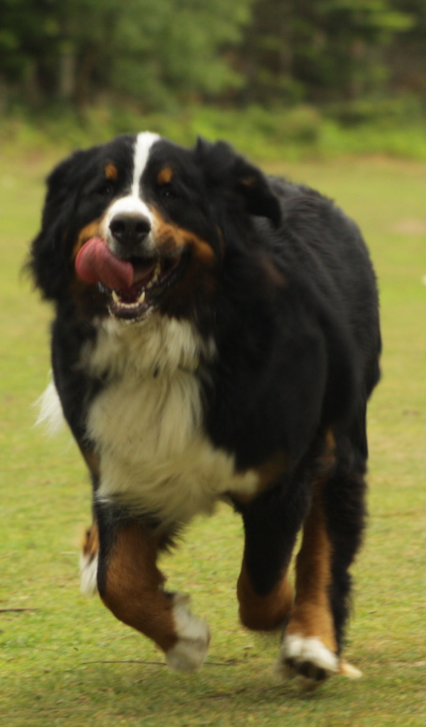 Bernese Mountain Dog in a hurry to owner