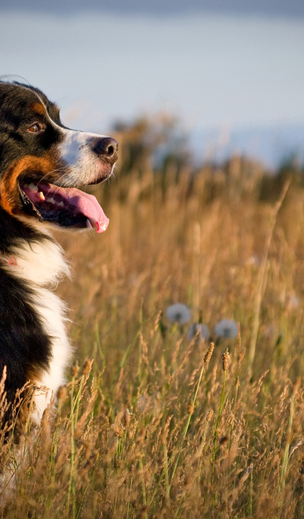 Бернская пастушья собака в поле