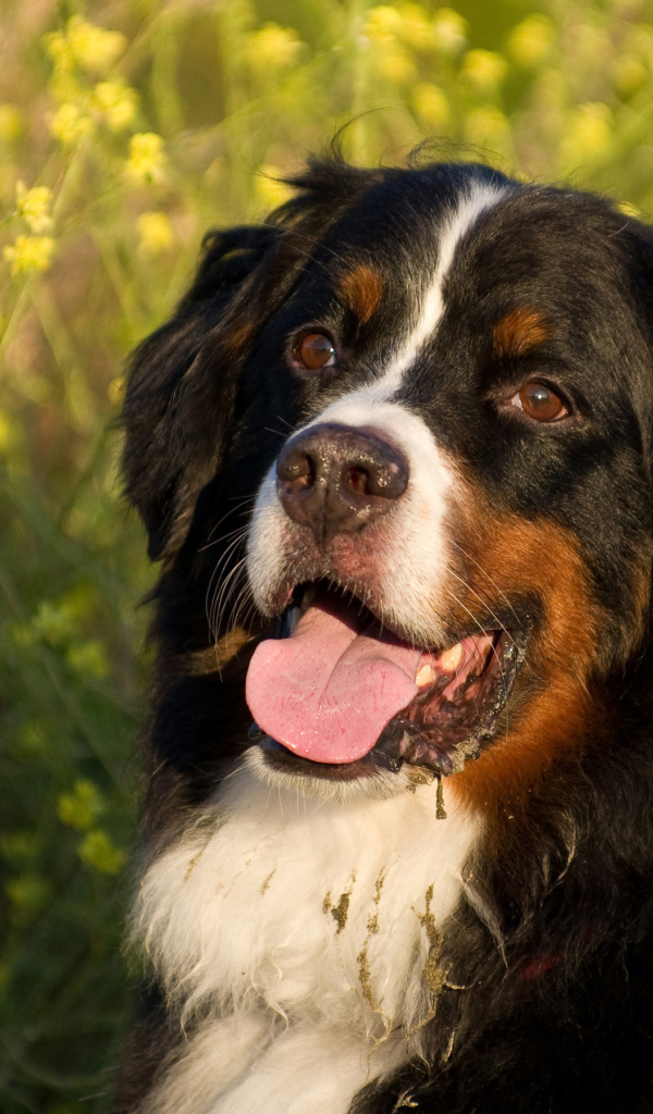 Бернская пастушья собака в цветах