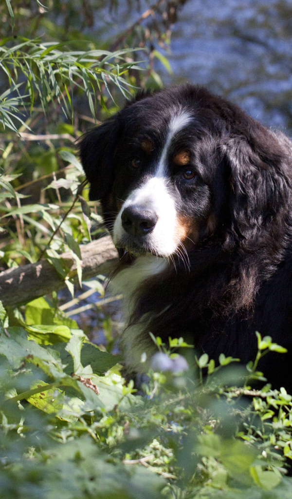 Бернская пастушья собака в кустах