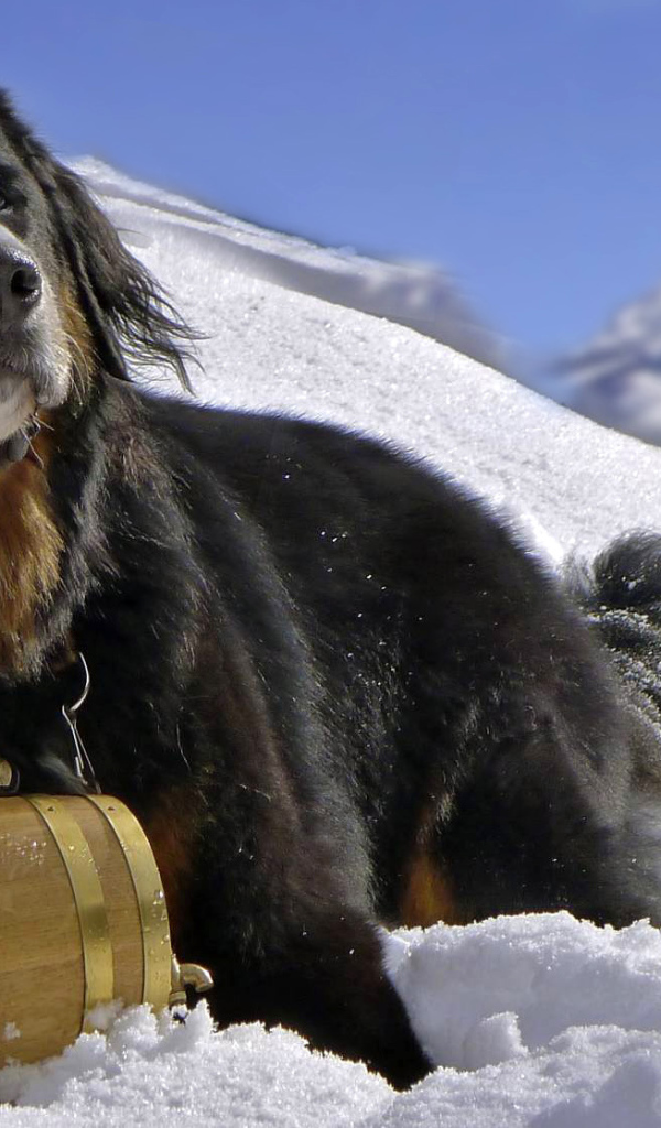 Бернская пастушья собака в снегу на фоне горы