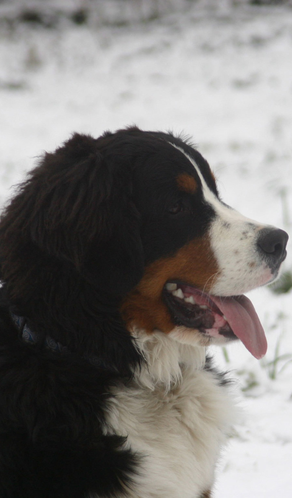 Бернская пастушья собака в снегу на фоне снегу