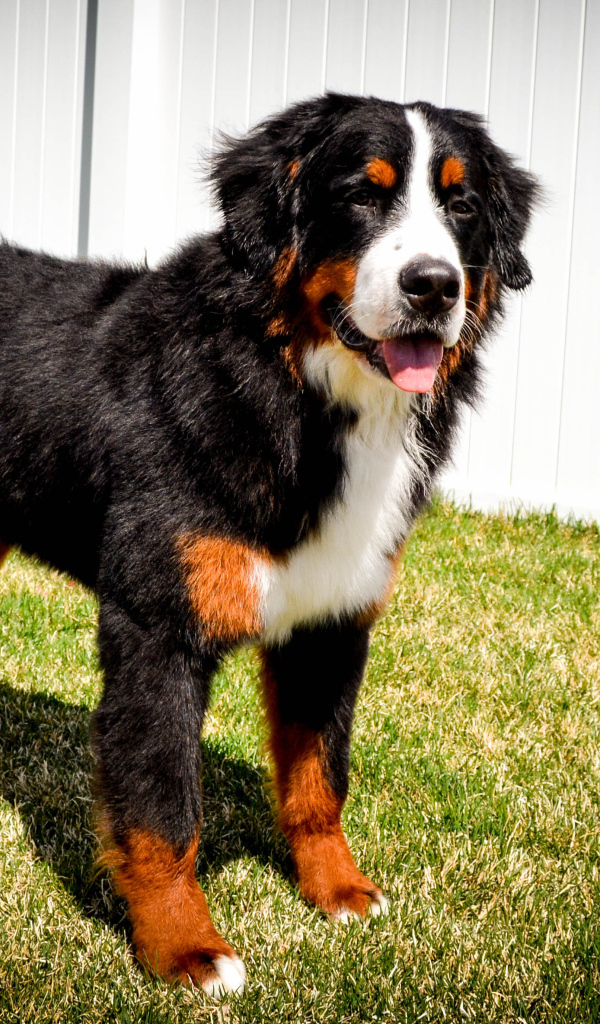 Бернская пастушья собака на фоне белого забора