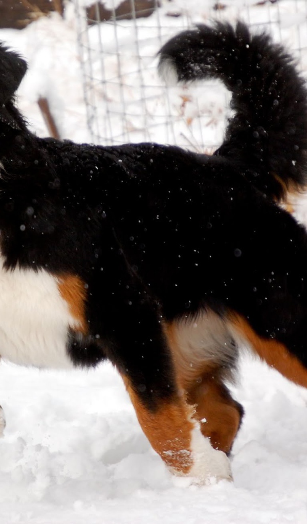 Бернская пастушья собака готовится бежать