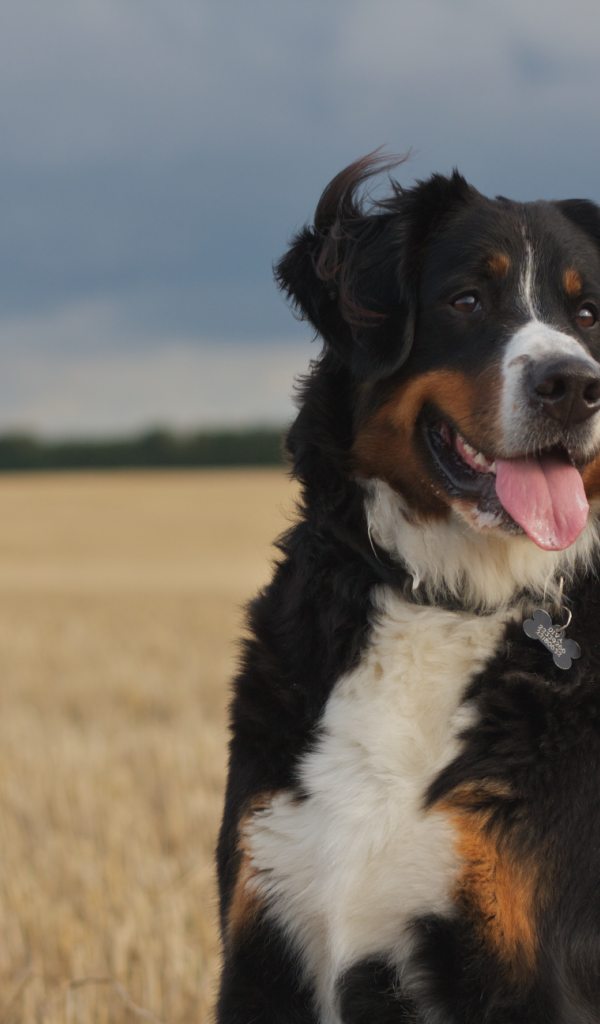 Бернская пастушья собака смотрит вдаль