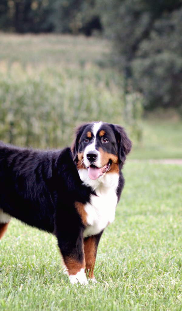 Бернская пастушья собака позирует в поле