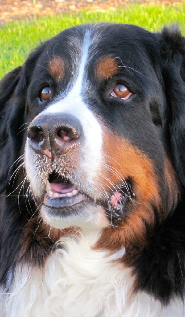 Bernese Mountain Dog resting on the grass