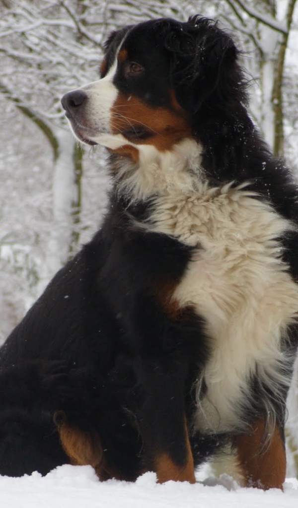 Бернская пастушья собака сидит в сугробе