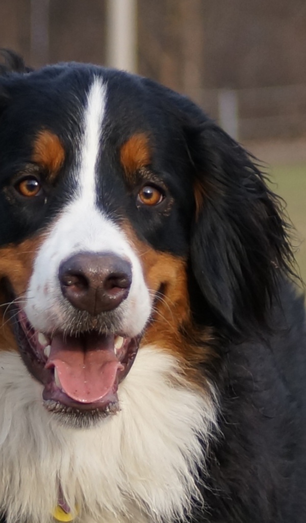 Бернская пастушья собака улыбается