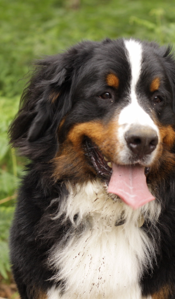 Бернская пастушья собака испачкалась в лесу