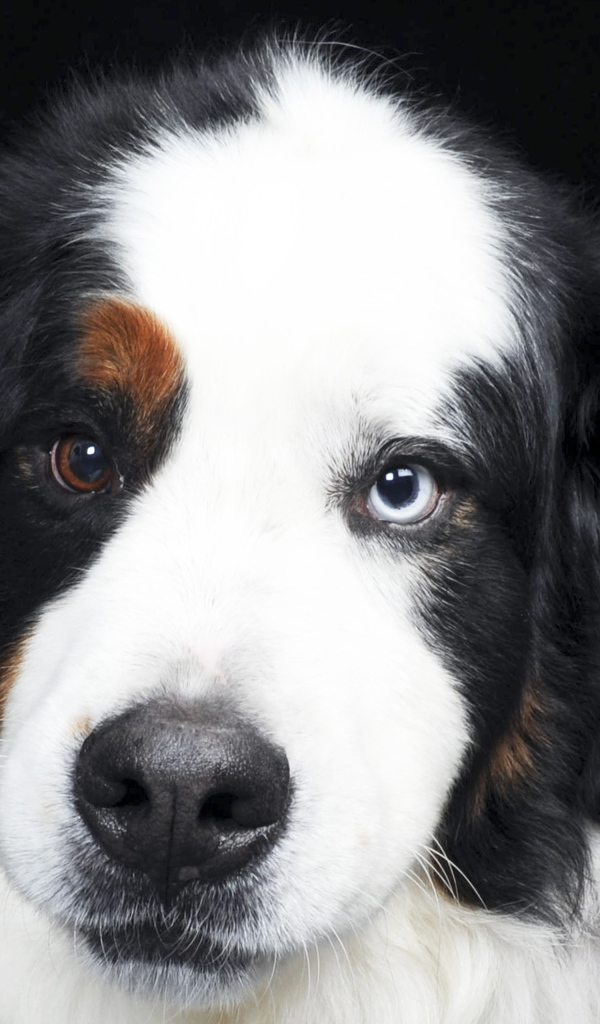 Бернская пастушья собака с разными глазами
