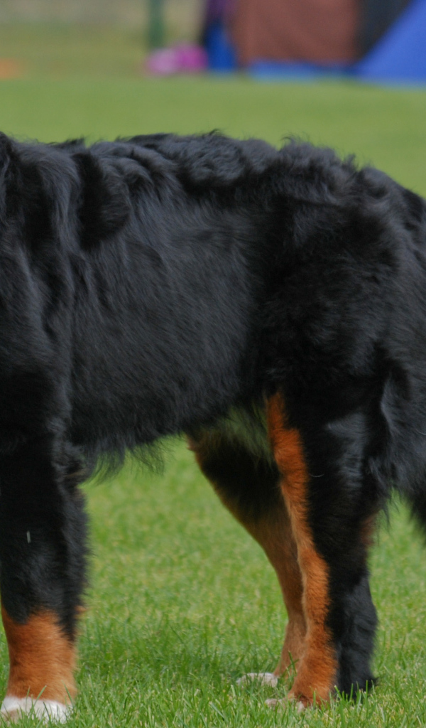 Бернская пастушья собака с длинным языком