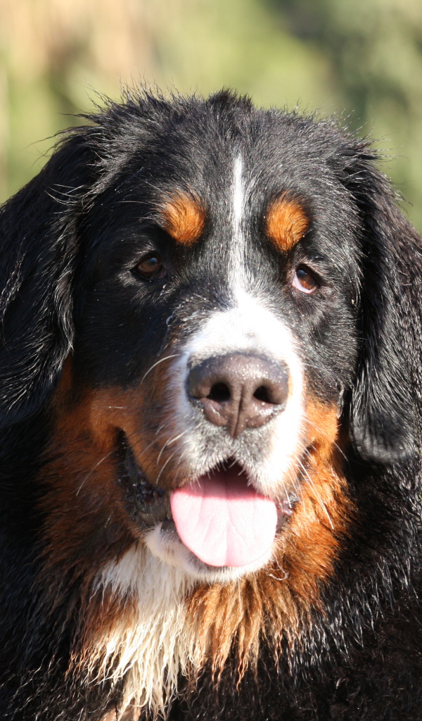 Bernese Mountain Dog with wet ears
