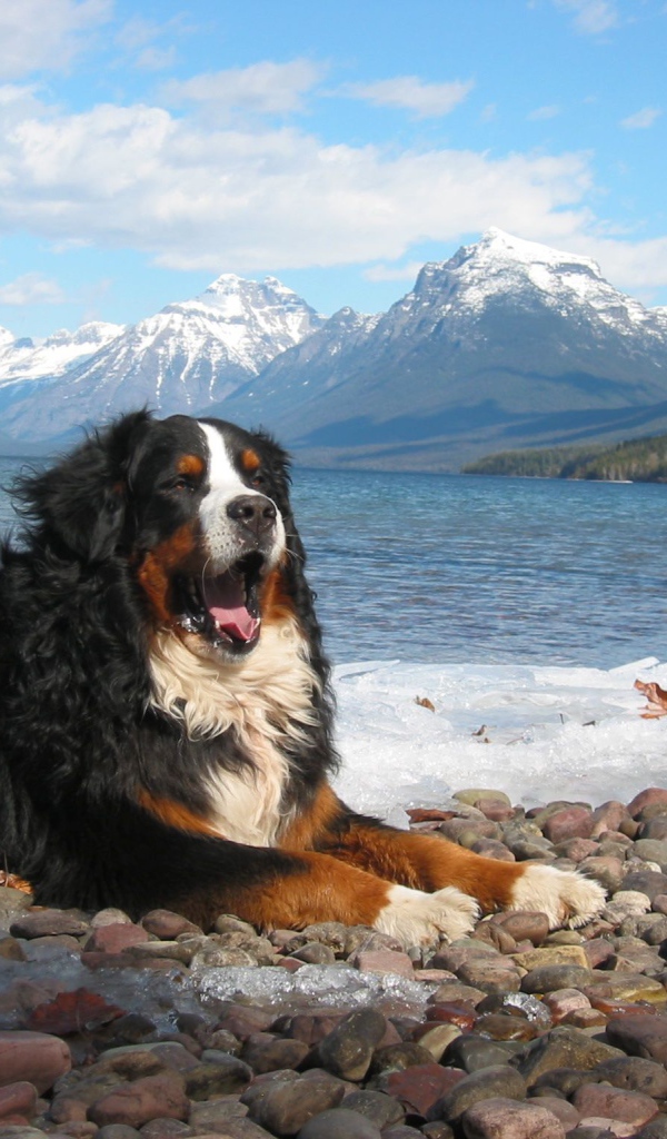 Бернская пастушья собака зевает на фоне гор