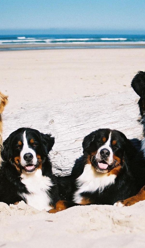 Бернские пастушьи собаки возле моря