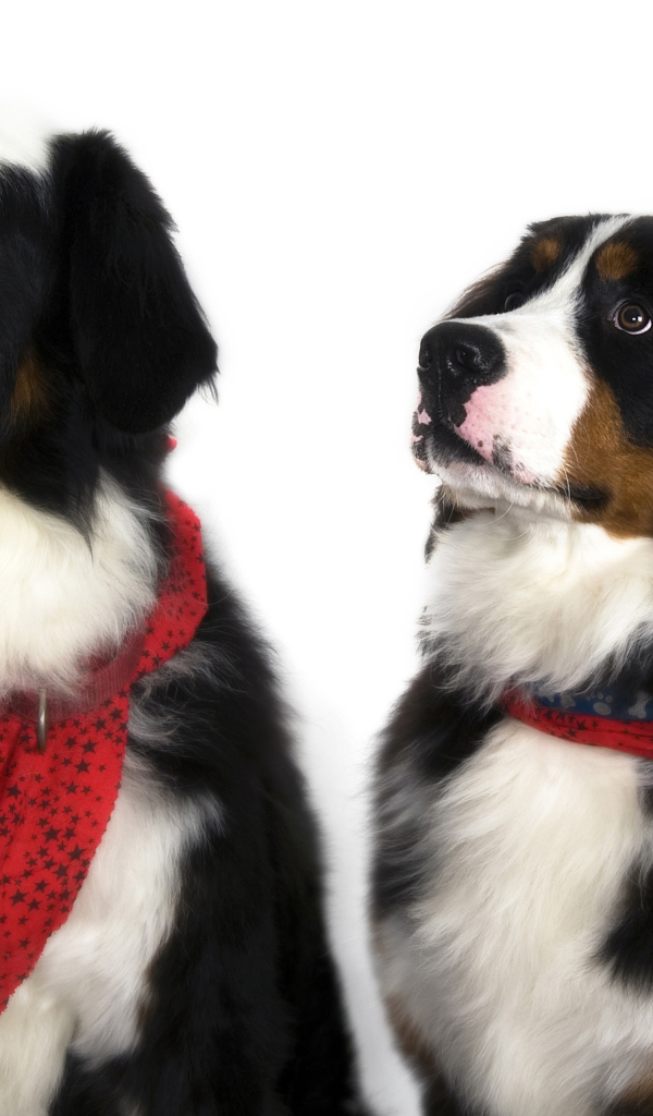 Бернские пастушьи собаки на белом фоне