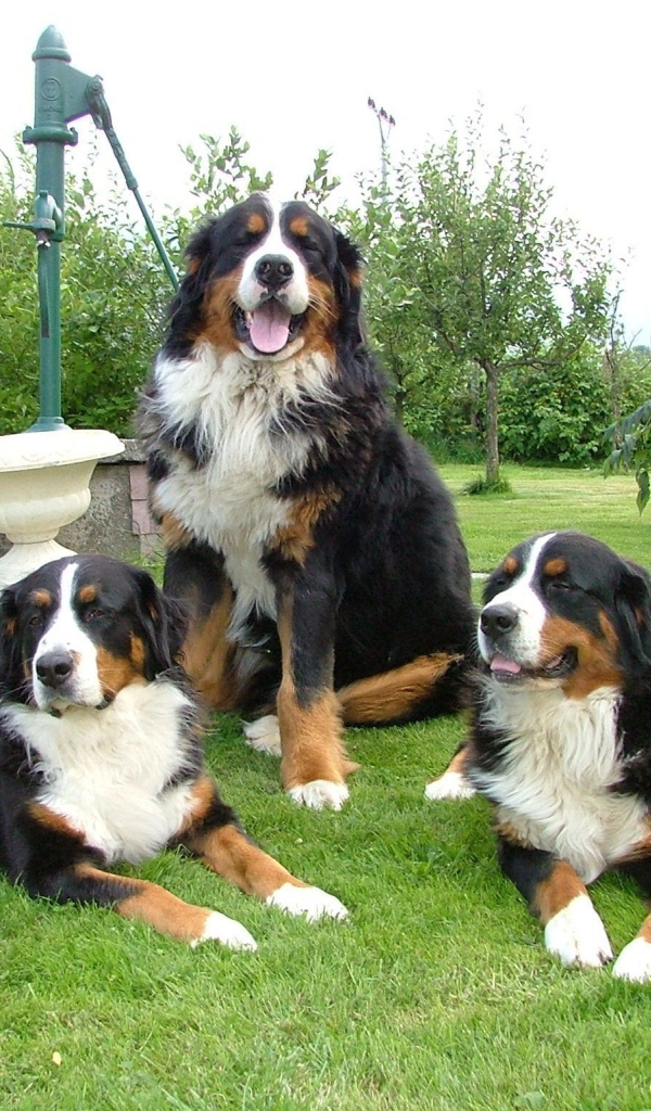 Бернские пастушьи собаки на лужайке