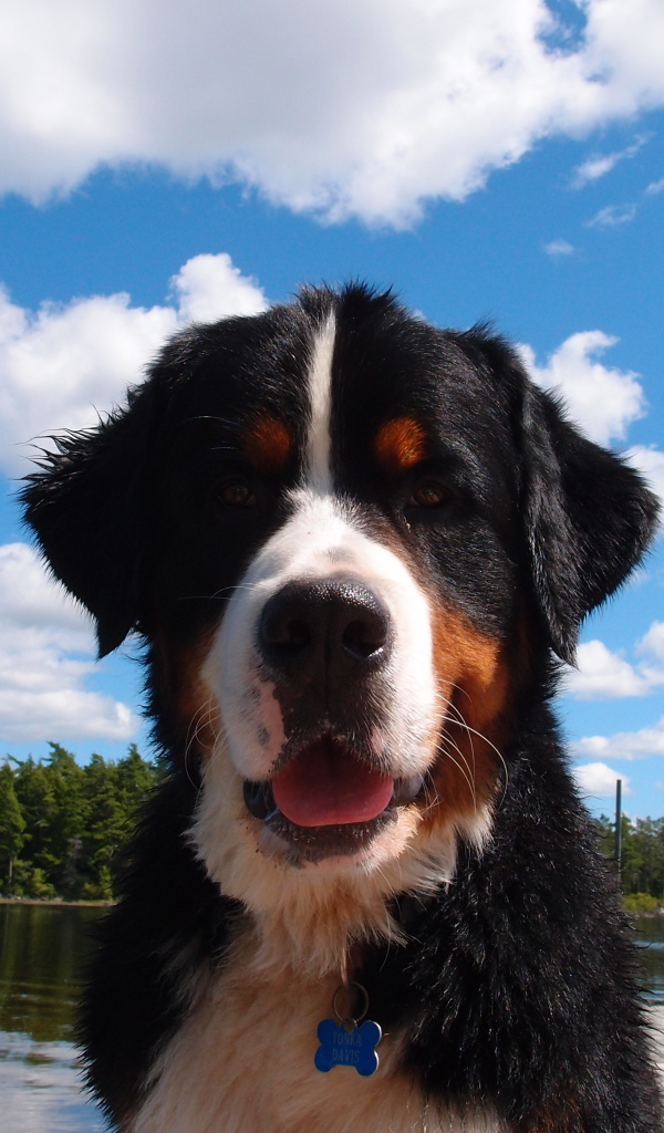 Bernese Mountain dog portrait on the sky background