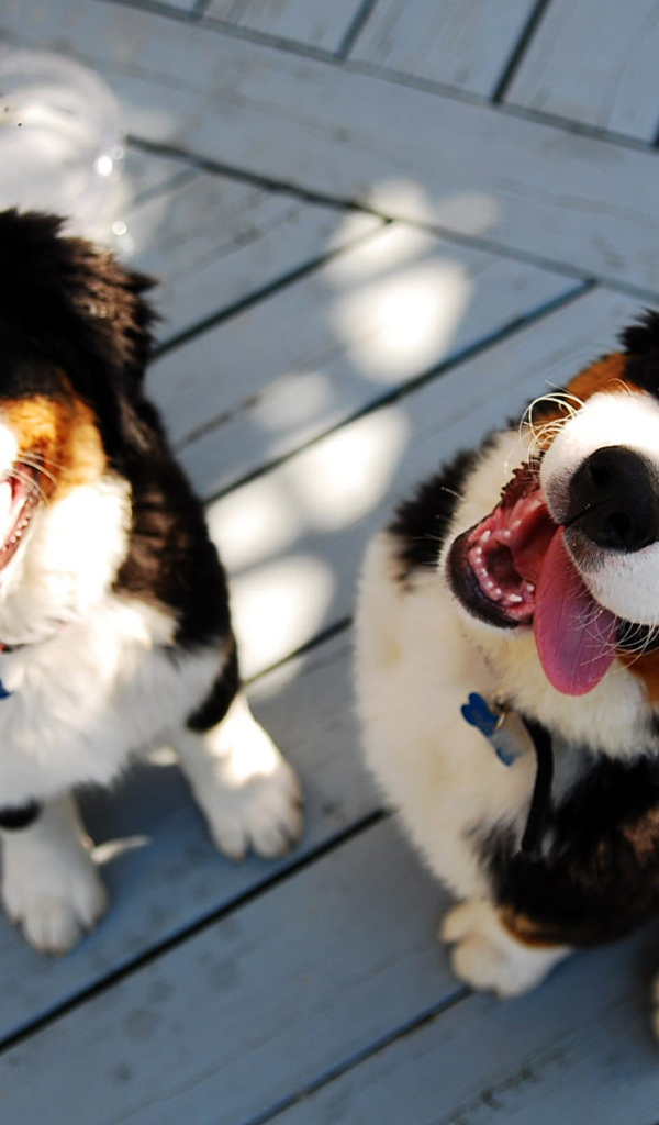 Щенки бернской пастушьей собаки улыбаются