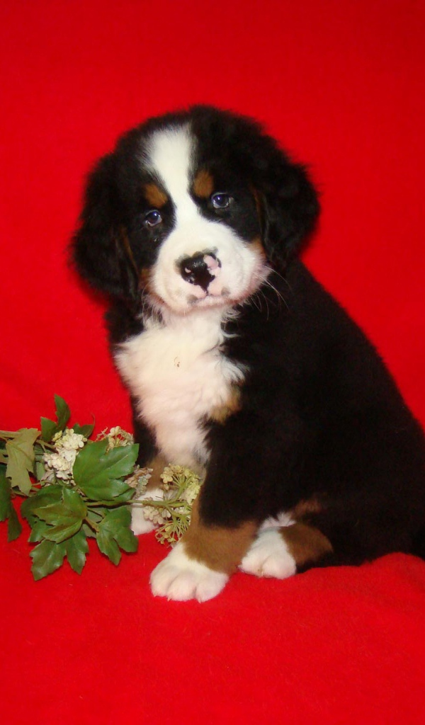 Щенок бернской пастушьей собаки и цветок