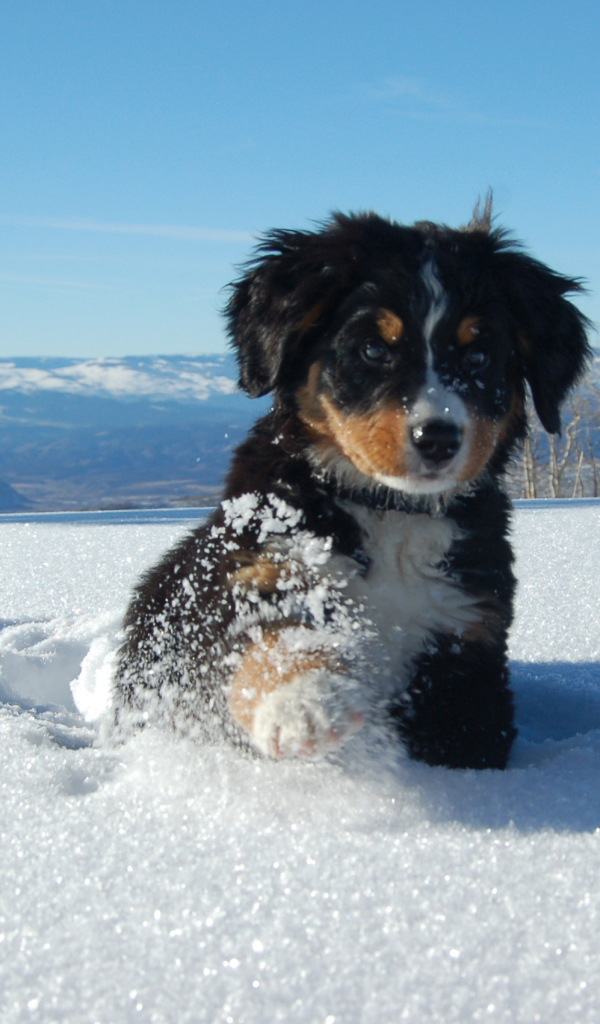 Щенок бернской пастушьей собаки в сугробе