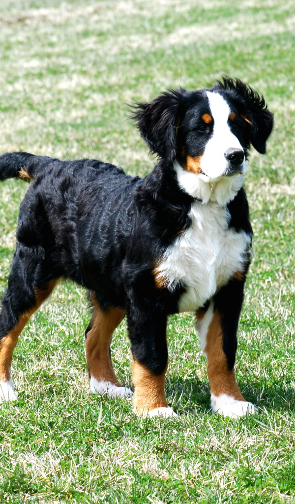 Щенок бернской пастушьей собаки на траве