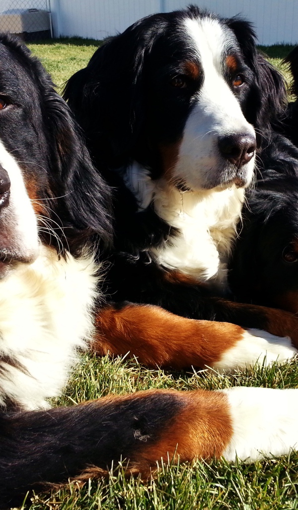 Бернские пастушьи собаки лежат на траве