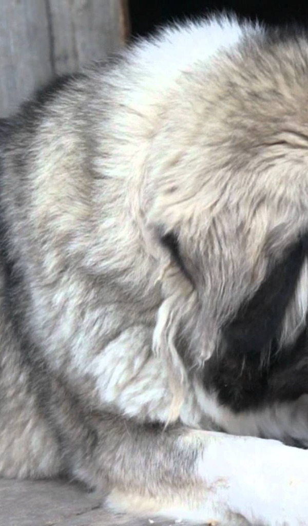 Большая Кавказская овчарка есть хлеб