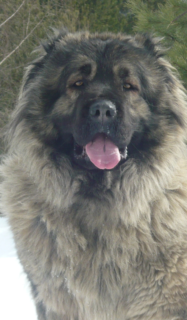 Большая Кавказская овчарка сидит на снегу