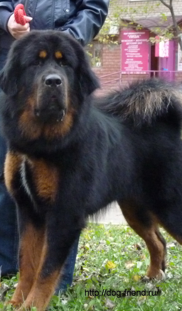 Большой черный Тибетский мастиф