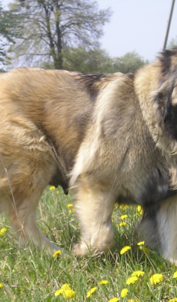 Большая Кавказская овчарка в поле