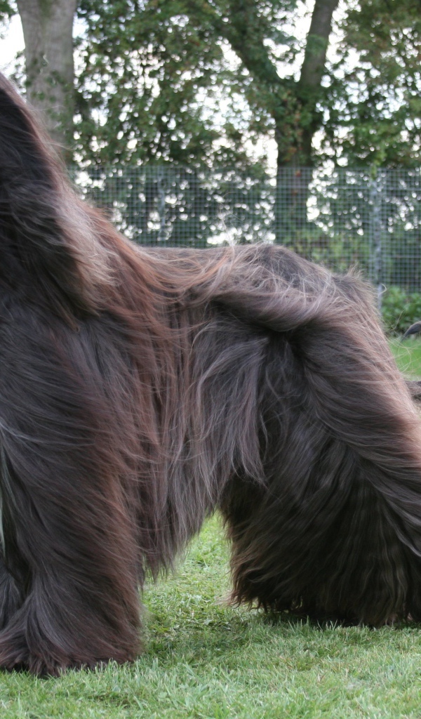 Чёрная афганская борзая на улице