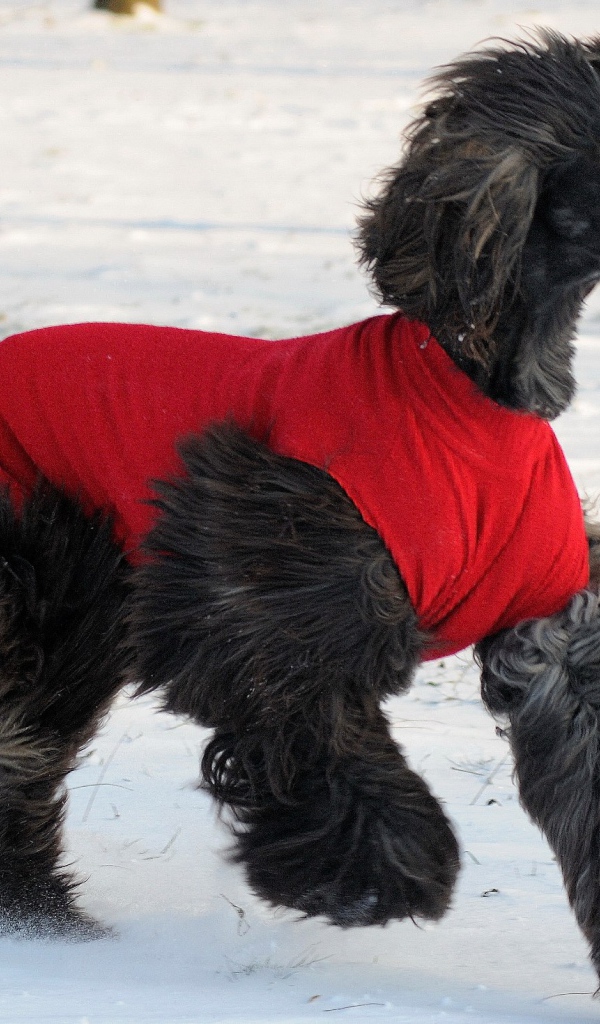 Чёрная афганская борзая бежит по снегу