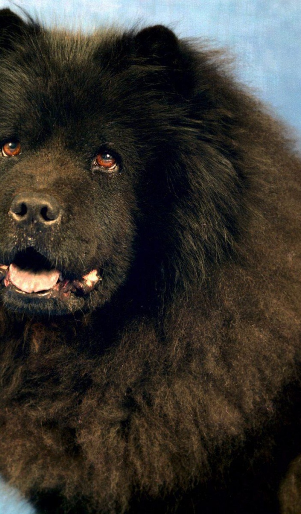 Черный чау-чау