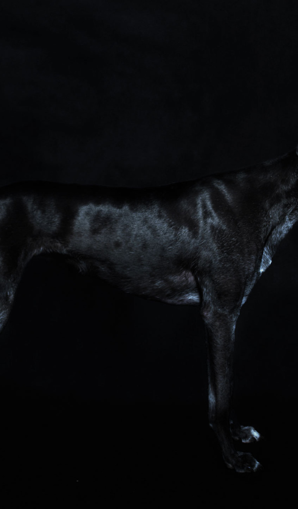 Черный Грейхаунд