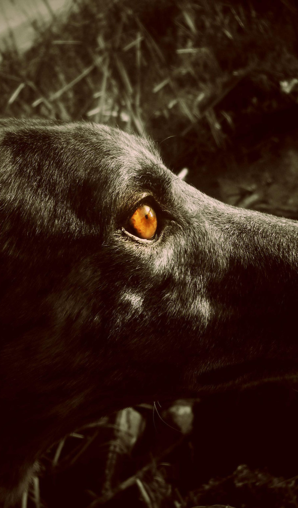 Черный Грейхаунд с оранжевыми глазами