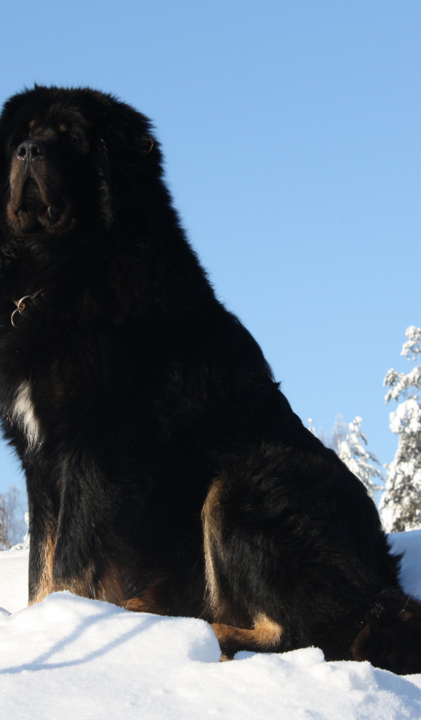 Черный Тибетский мастиф на горе