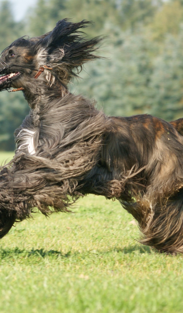 Чёрная афганская борзая во время бега