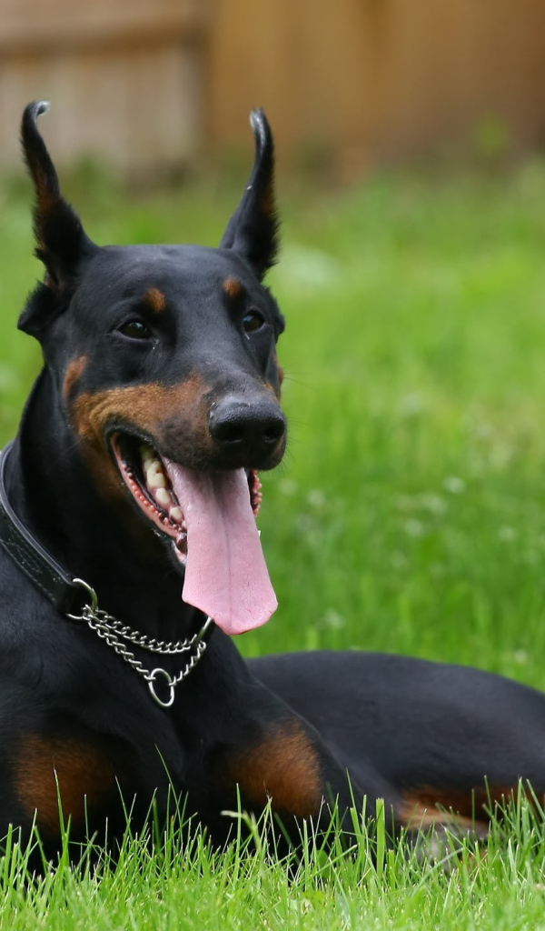 Черный доберман и мяч