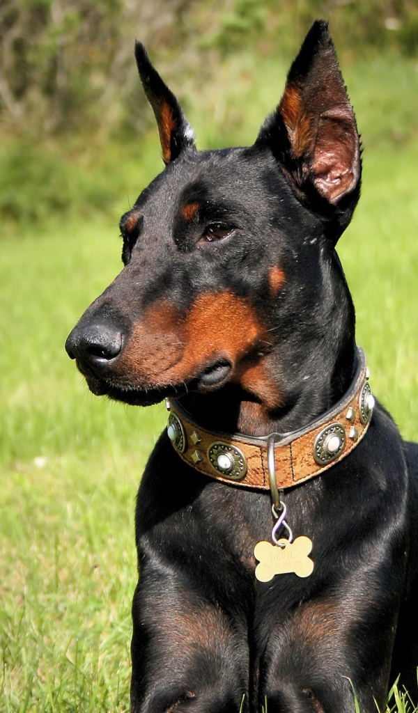 Черный доберман в лесу