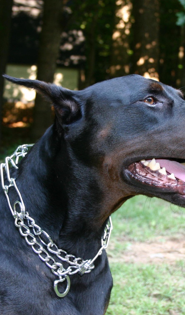 Черный доберман с металлической цепью