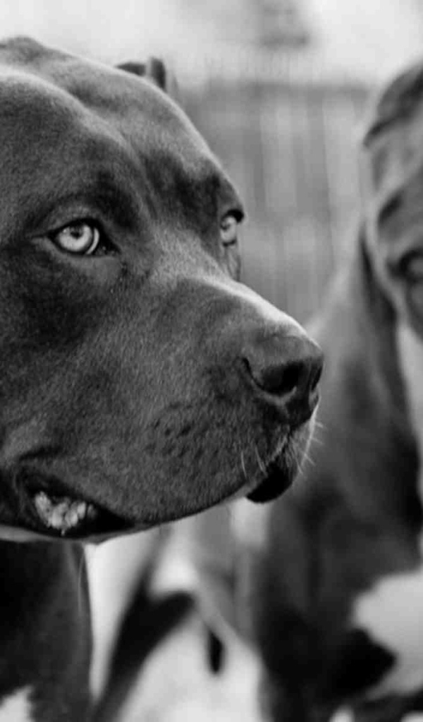 Чёрные питбули