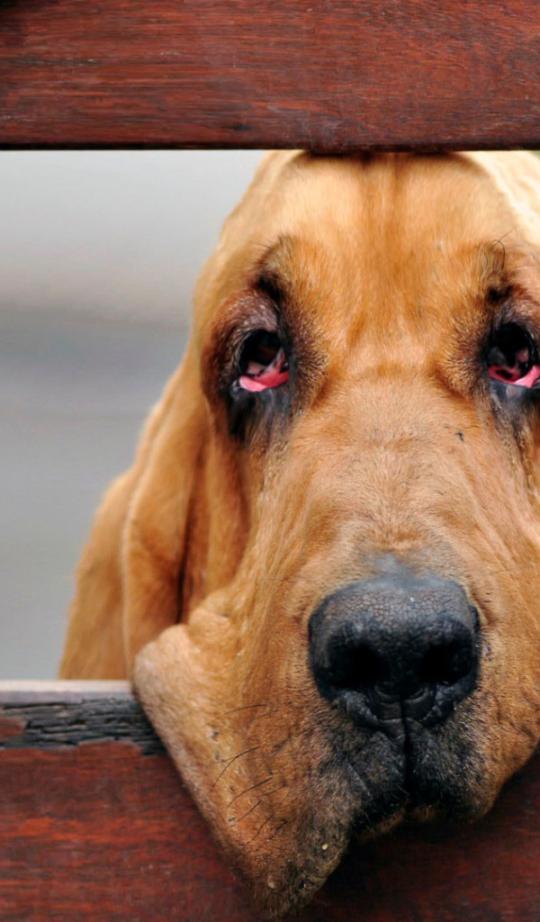 Бладхаунд загрустил